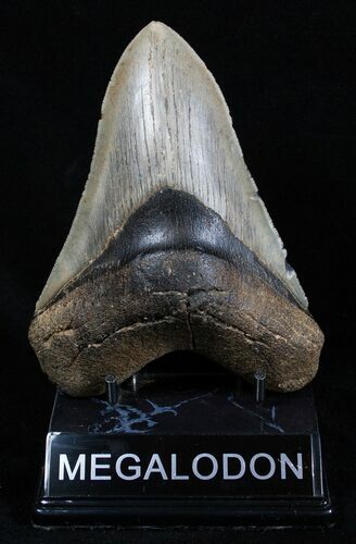 Sweet Inch Georgia Megalodon Tooth #1998